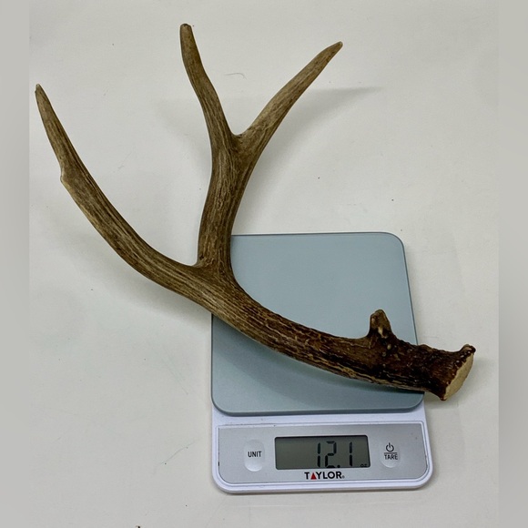 Vintage Upper Peninsula Michigan Deer Antler 12.1oz/344g - Picture 13 of 16